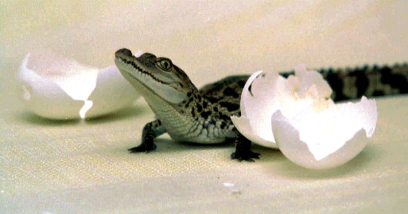 Вылупившийся из яйца крокодил.