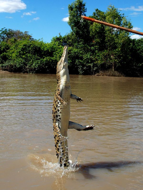 Крокодил выпрыгивает из воды.