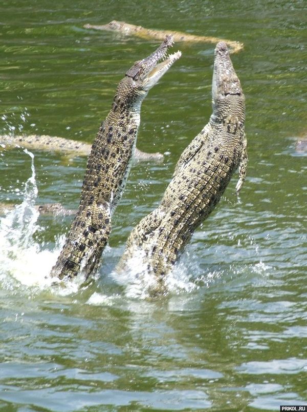 Крокодил выпрыгивает из воды.