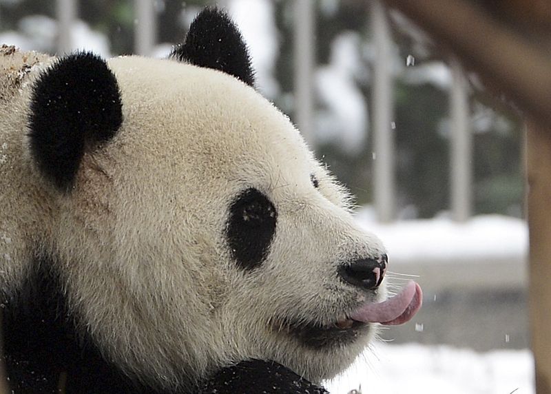 Гигантская панда