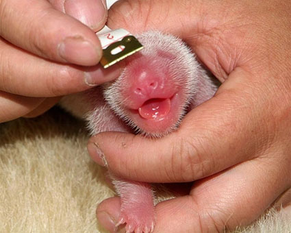 Новорожденная панда.