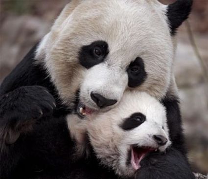 Мама панда с детёнышем.