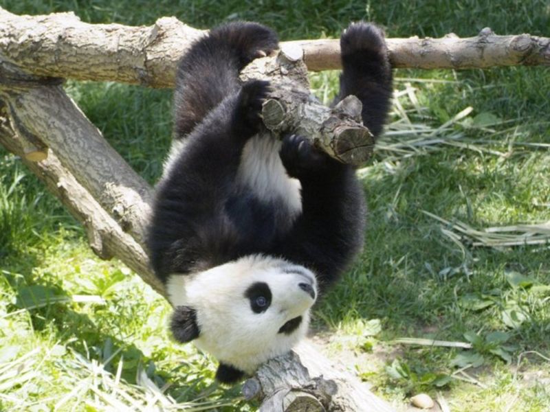 Типичный окрас панды.