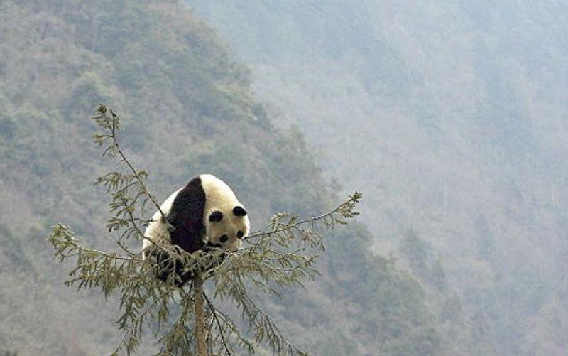 Гигантская панда на вершине дерева.
