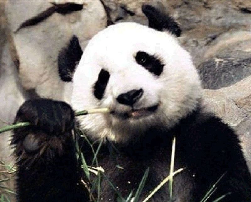 Панда лакомится бамбуком.