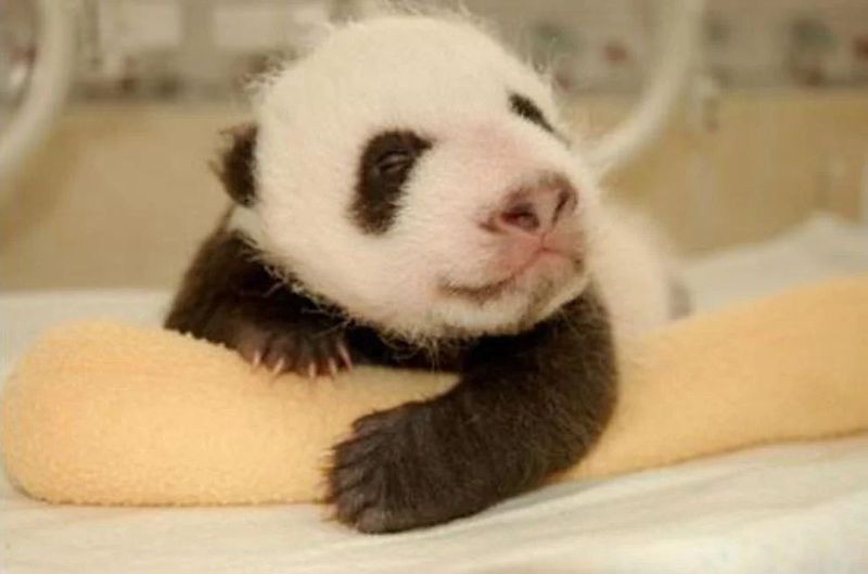 Как растёт новорожденная панда.