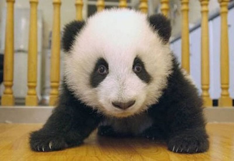 Как растёт новорожденная панда.