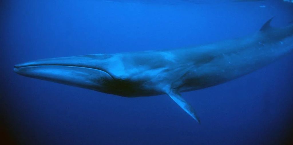 Ивасевый кит (Сейвал).