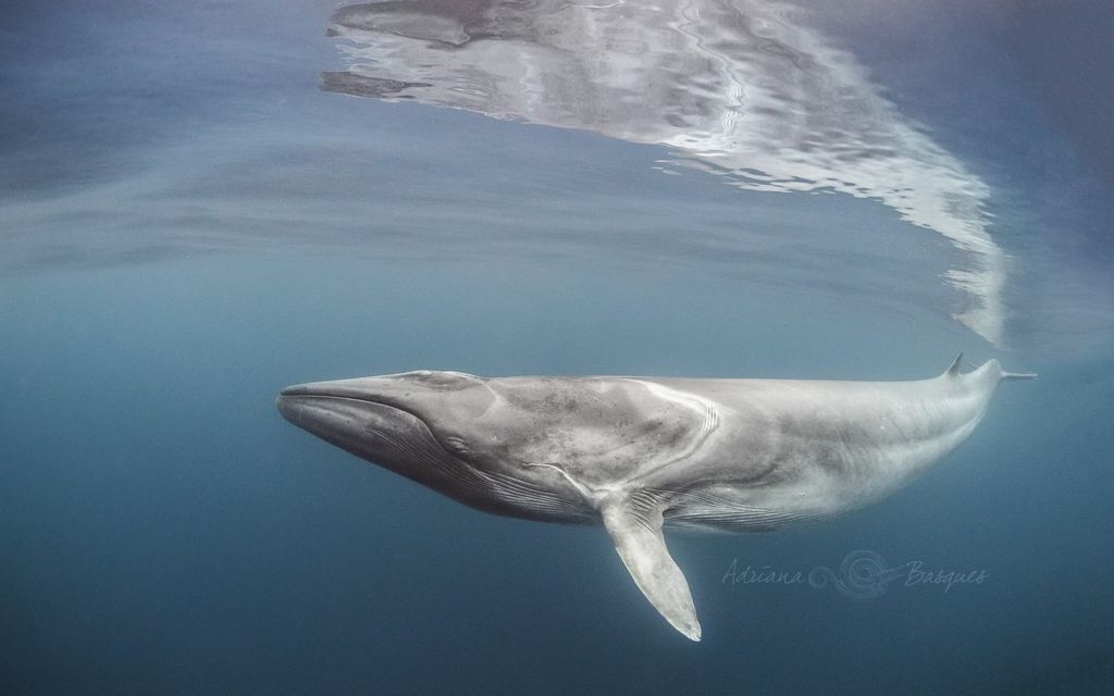 Сельдяной кит (Северный финвал).