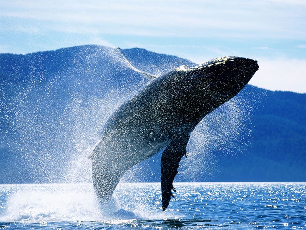 Горбатый кит (Горбач).