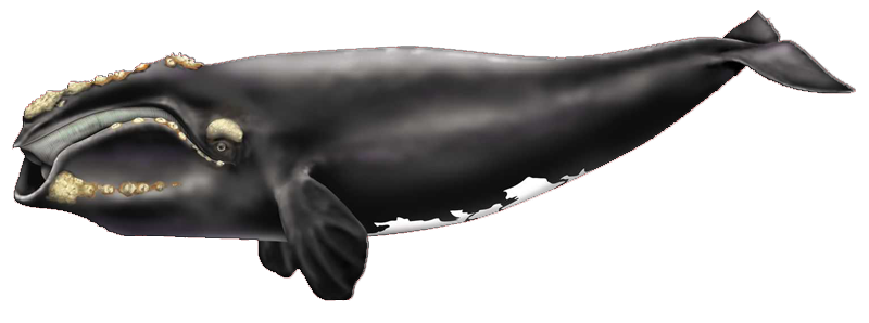 Японский кит.