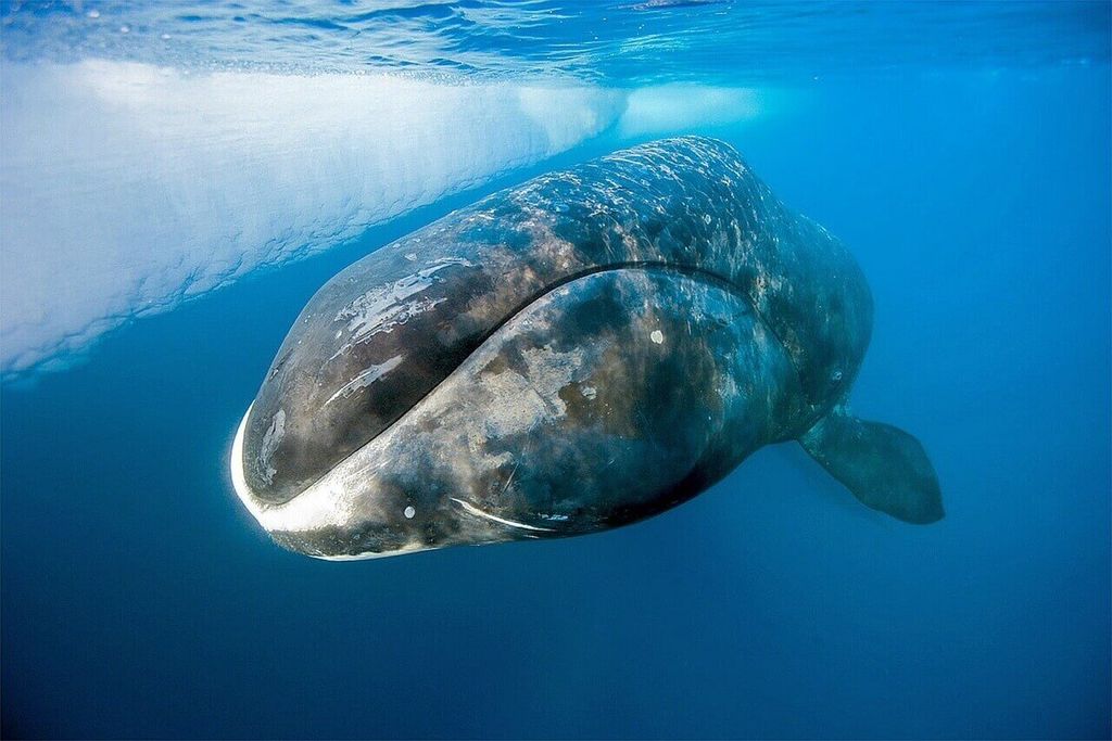 Гренландский (Полярный) кит.