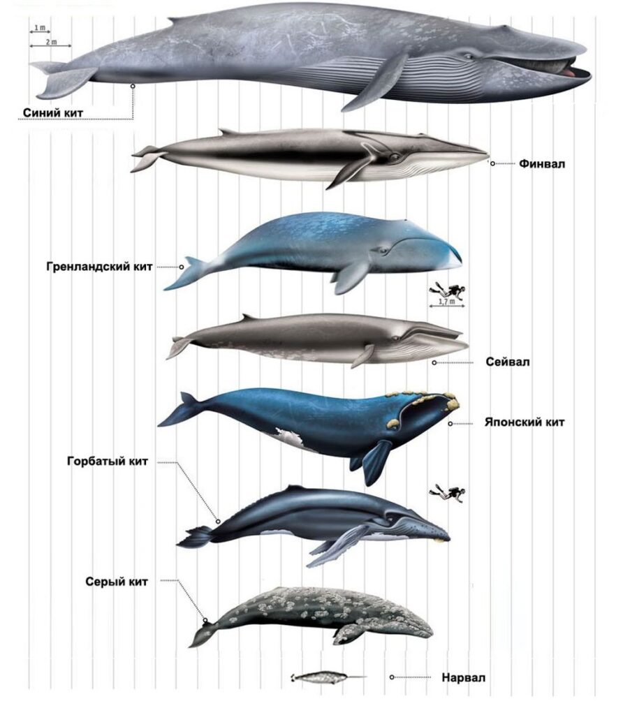 Сравнительные размеры китов.
