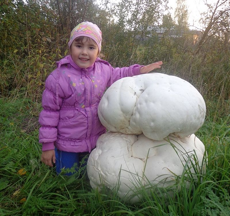 Самые большие грибы. Дождевик.