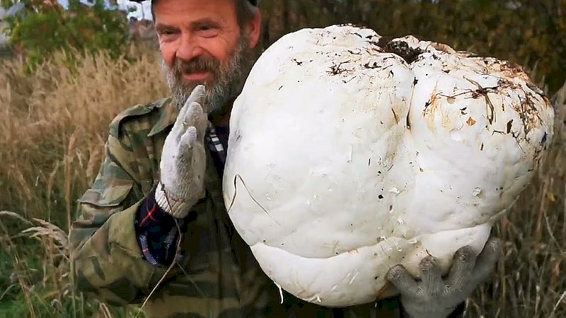 Гриб дождевик головач.