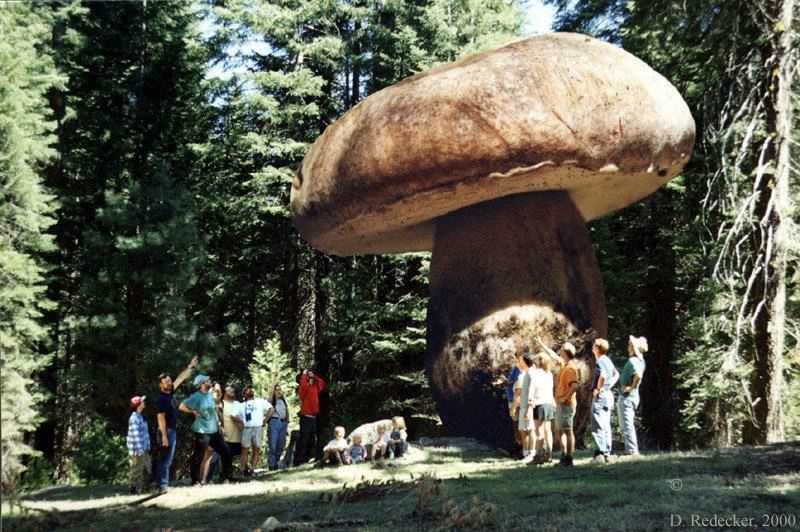 Самые большие грибы. Чёрный опёнок.