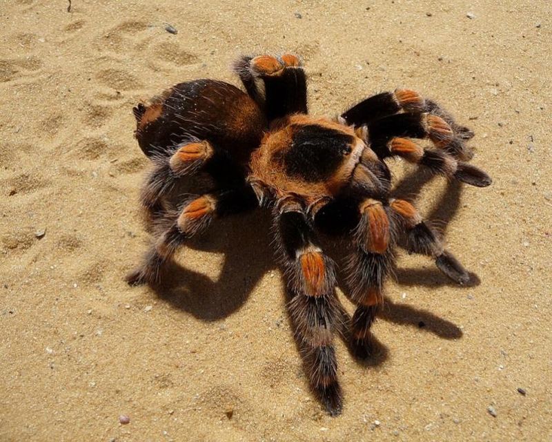 Пауки-птицееды. Brachypelma smithi.