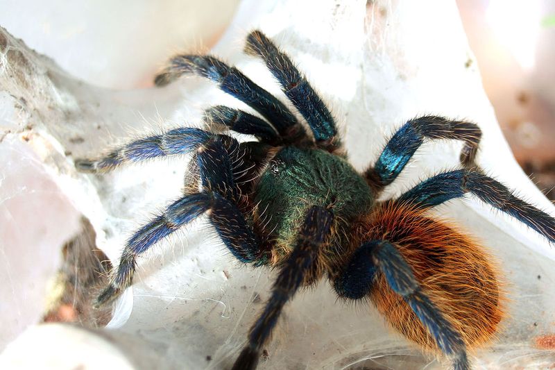 Chromatopelma cyaneopubescens — обитатель полупустынь Южной Америки.