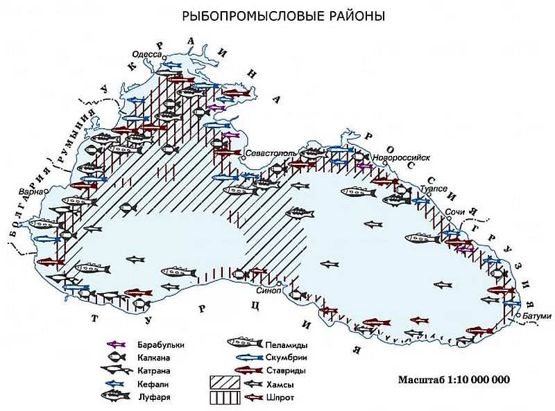 День Чёрного моря. Рыбопромысловые районы.