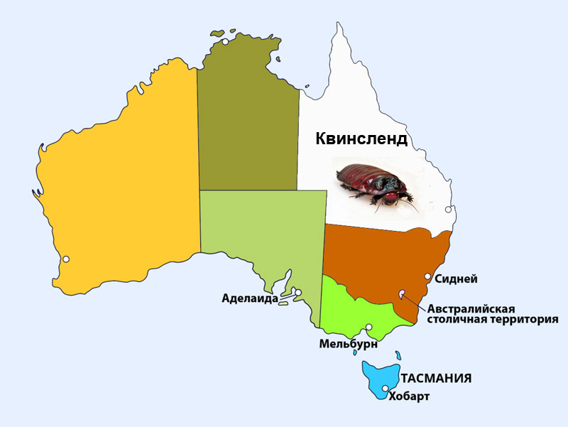 Квинсленд. Место обитания гигантского роющего таракана.