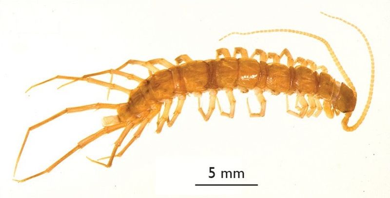 Многоножка. Костянка обыкновенная (Eupolybothrus longicornis).