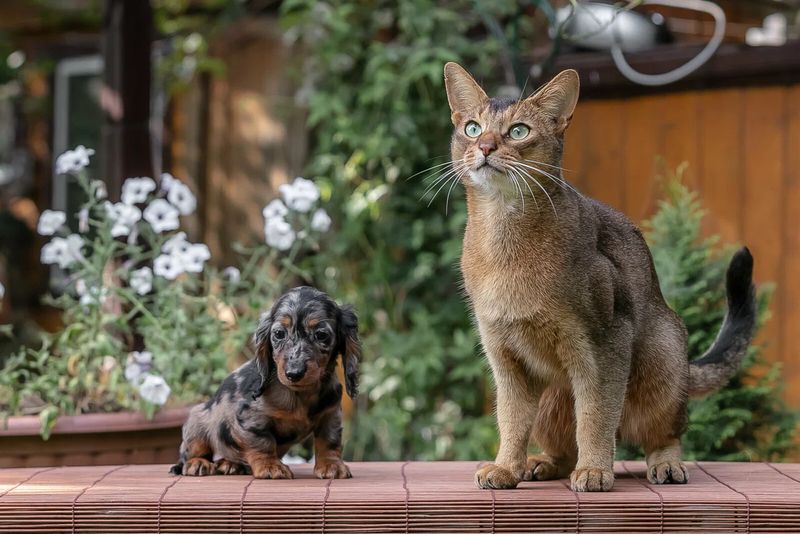 Дружба Кота и таксы