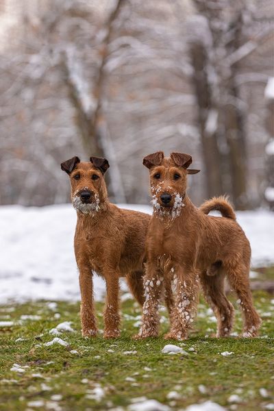 Два брата первый снег. Фото питомника RUSTY TAIL.