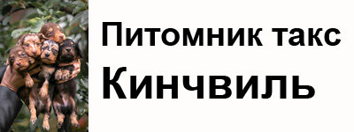 питомник такс Кинчвиль