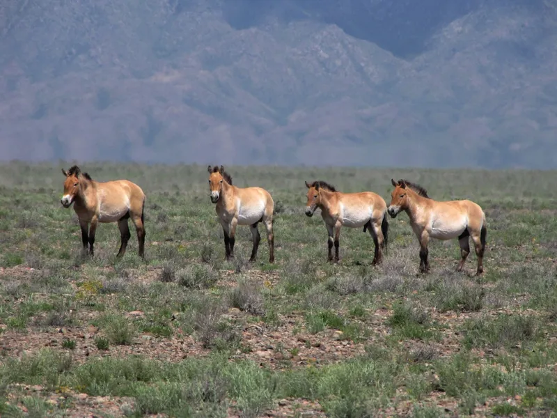 Кианги (Equus kiang holdereri).