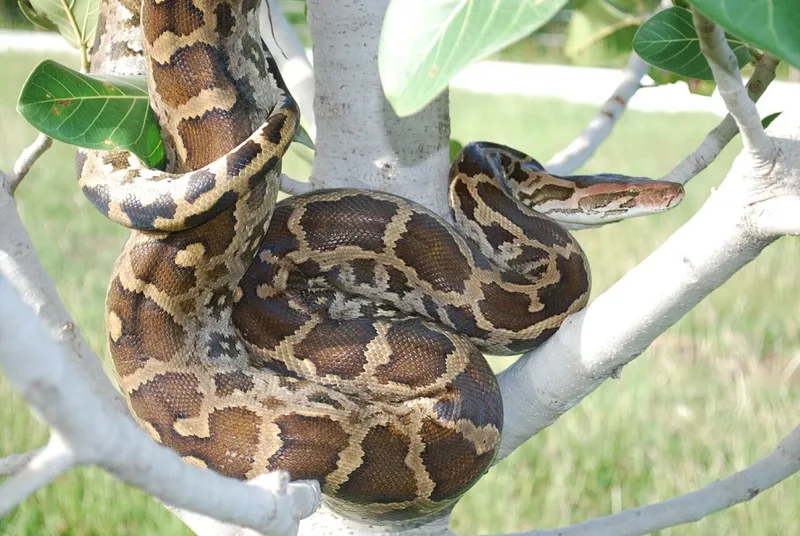 Светлый тигровый питон (Python molurus).