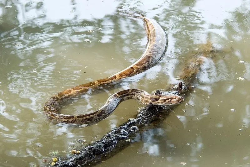 Python molurus