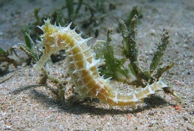 seahorse в Чёрном море.