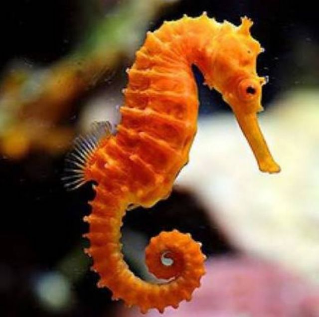 Seahorse карликовый.