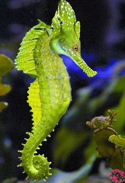 seahorse