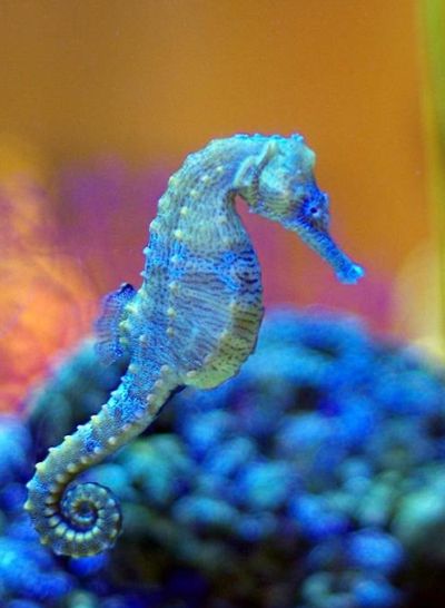 Красивый seahorse