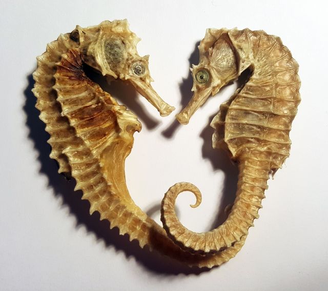 Засушенные seahorse.