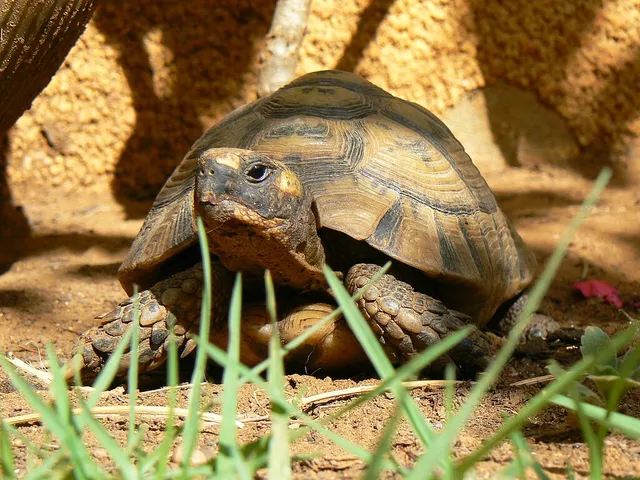 Testudo graeca юго-восточной Турции