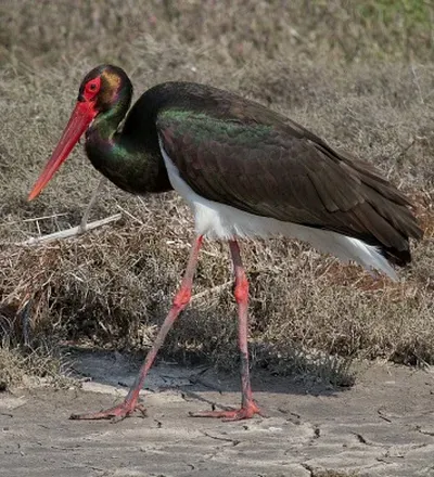 Чёрный аист (Ciconia nigra) на острове Лесбос в Греции.