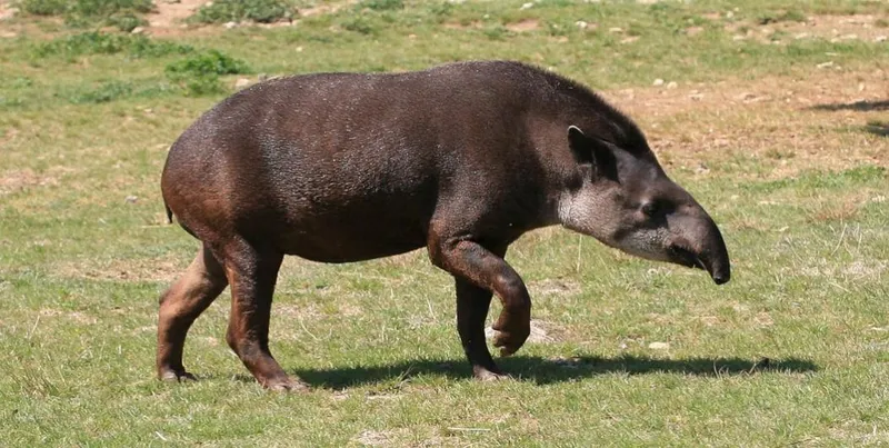 Равнинный тапир (Tapirus terrestris).