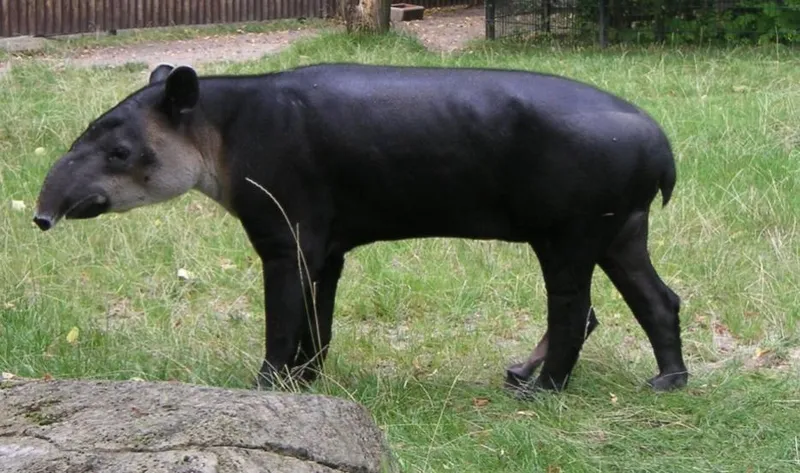 Центральноамериканский тапир (Tapirus bairdi).