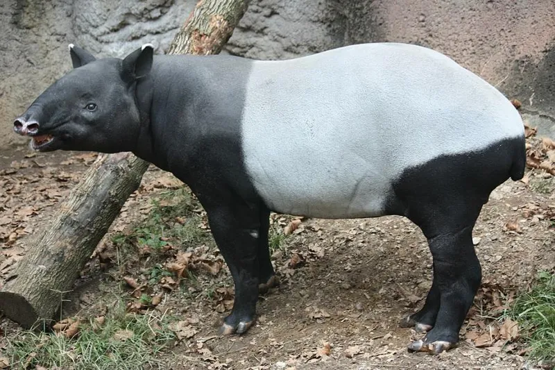 Чепрачный тапир (Tapirus indicus) в зоопарке Луисвилля.