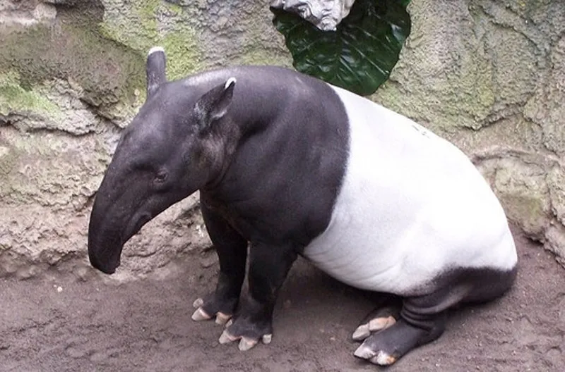 Чепрачный тапир (Tapirus indicus)