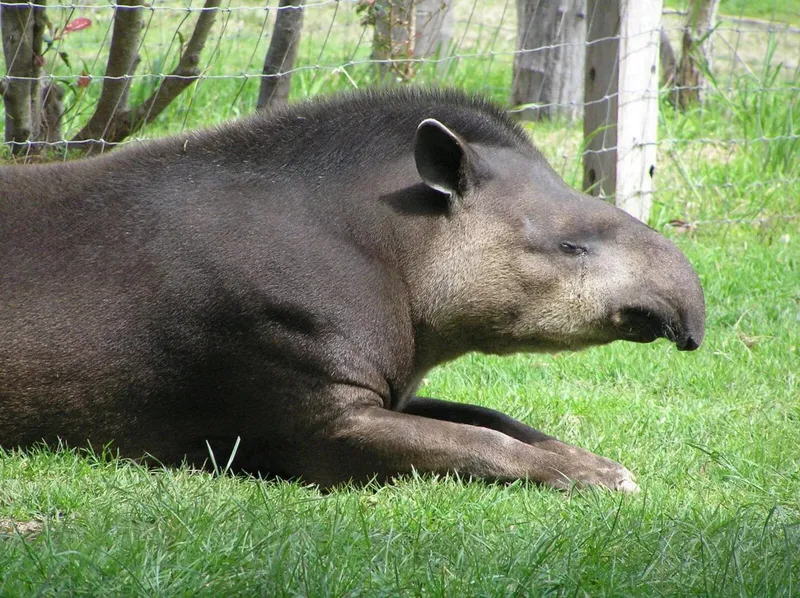 Бразильский тапир (Tapirus terrestris)