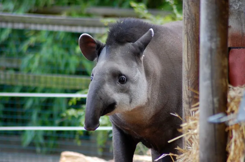 Tapirus terrestris