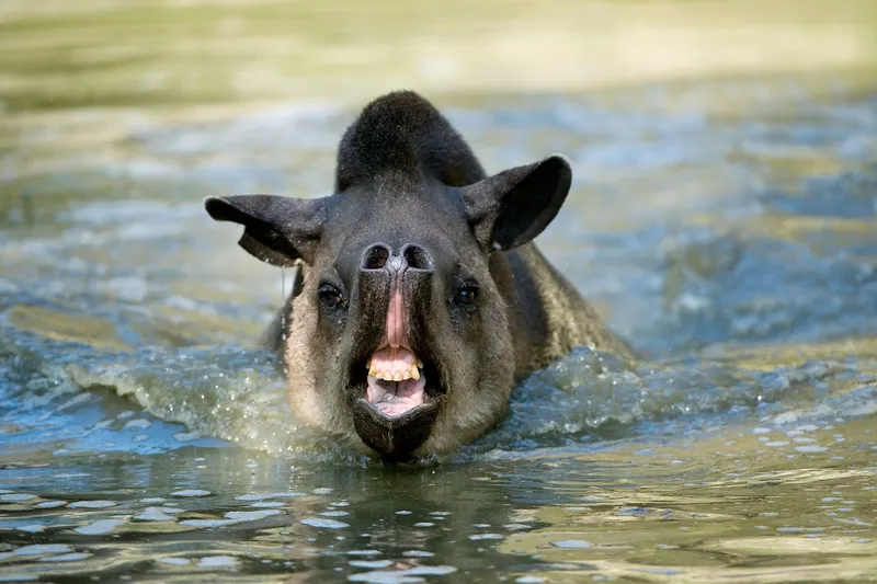 Заплыв Tapirus terrestris.