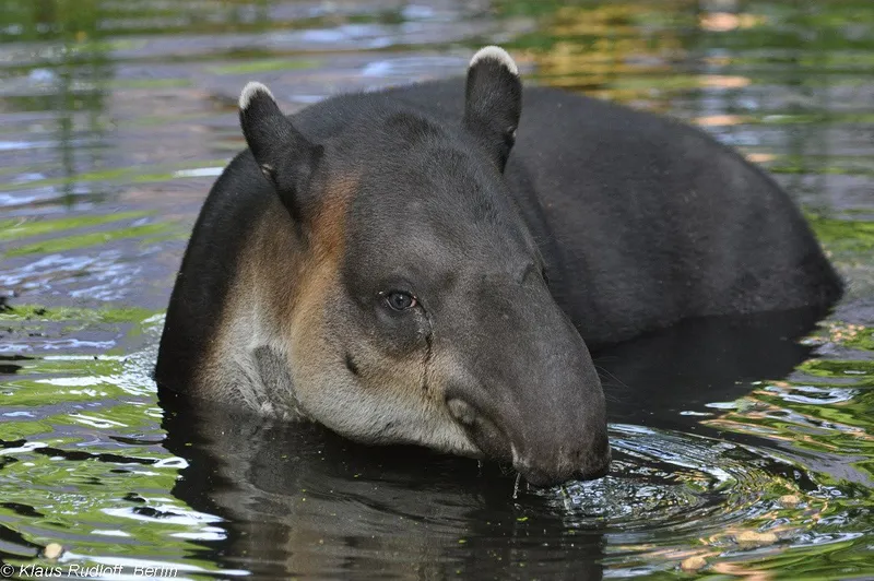 Заплыв Tapirus terrestris.