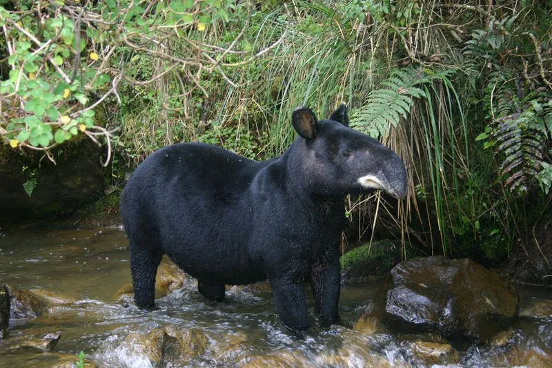 Tapirus pinchaque