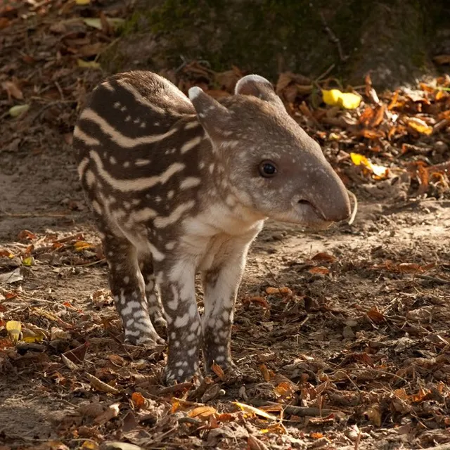 Baby tapir.