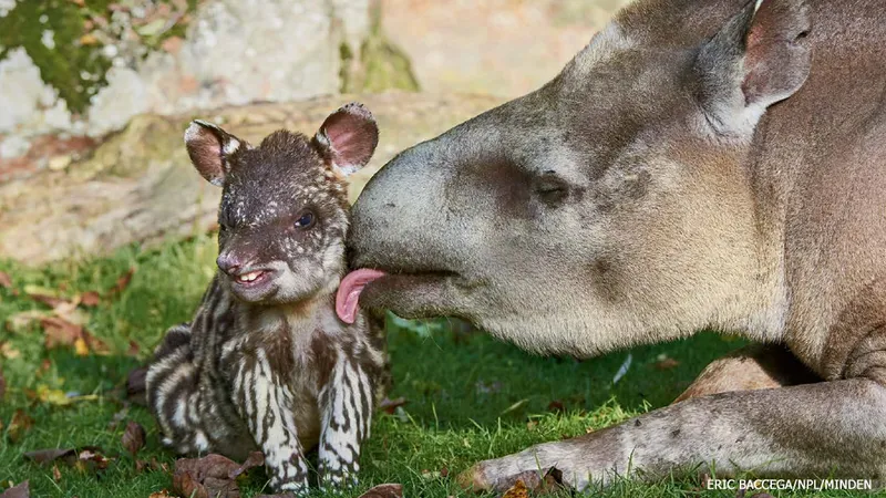 Baby tapir.