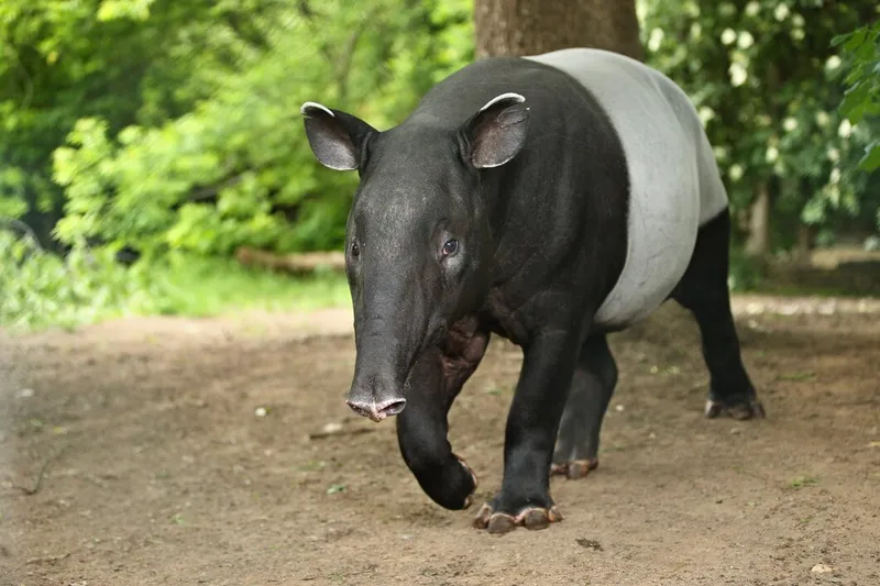 Tapirus indicus